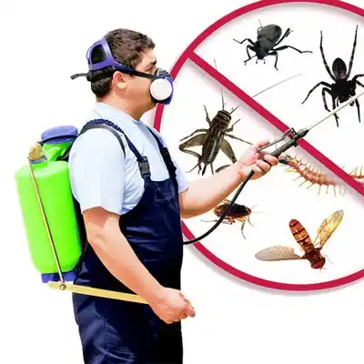 pest control Gordon